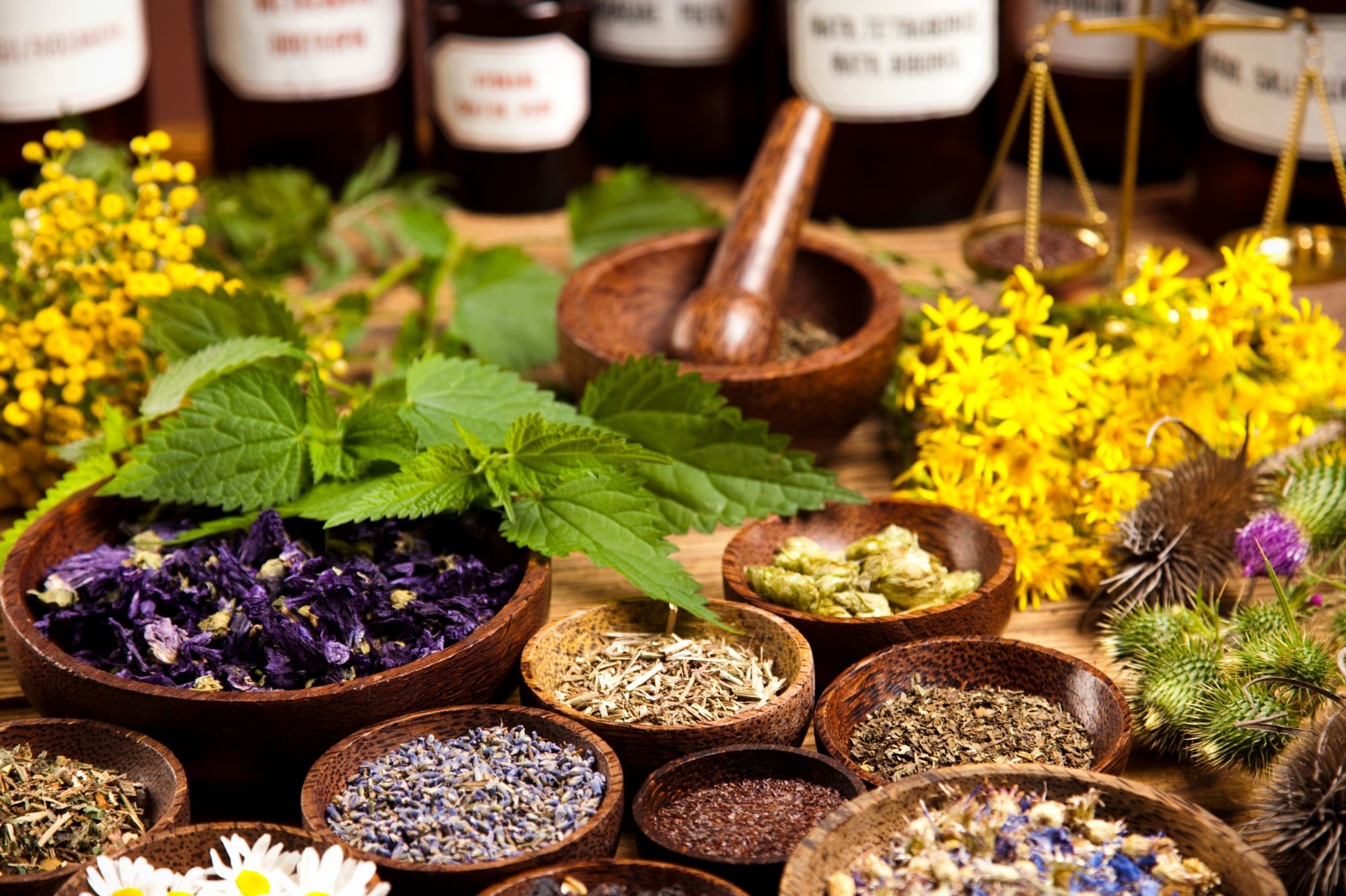 plantes médicinales des pyrénées
